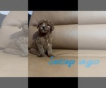 Puppy Santiago Goldendoodle (Miniature)