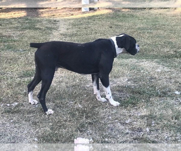 Medium Photo #1 Boxer Puppy For Sale in VICTORIA, TX, USA