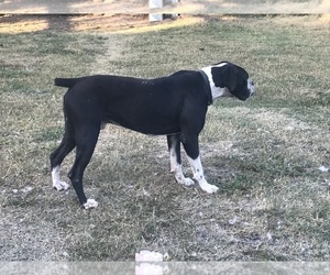 Father of the Boxer puppies born on 09/07/2025