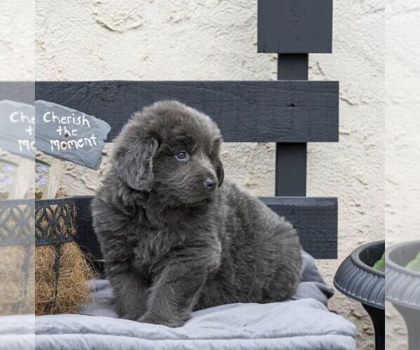 Medium Photo #8 Newfoundland Puppy For Sale in KINZERS, PA, USA