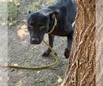 Small #1 Mutt