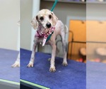 Small #5 Poodle (Standard)
