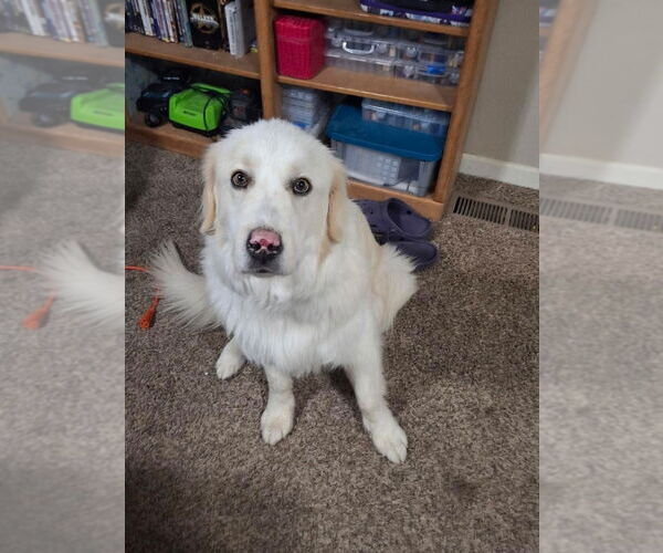Medium Photo #1 Great Pyrenees Puppy For Sale in Bountiful, UT, USA