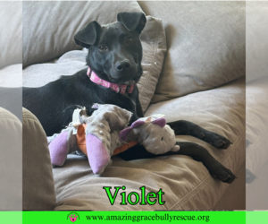 Violet - Female Labrador Retriever-Unknown Mix Dog for Adoption - Photo #11