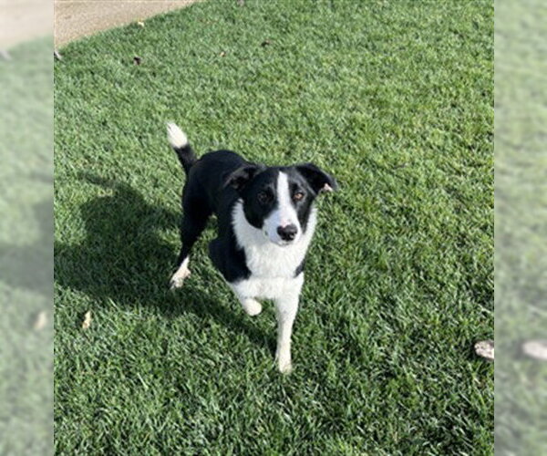 Medium Photo #1 Border Collie-Unknown Mix Puppy For Sale in Stockton, CA, USA