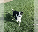 MAISIE - Female Border Collie-Unknown Mix Dog for Adoption - Small photo