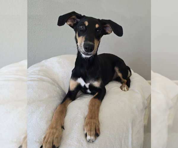 Medium Photo #4 Doberman Pinscher-Unknown Mix Puppy For Sale in Lakewood, CO, USA