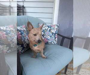 Chihuahua-Unknown Mix Dogs for adoption in Woodbury, NY, USA