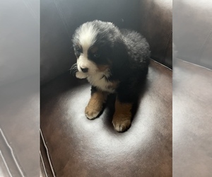Bernese Mountain Dog Puppy for sale in SHIPSHEWANA, IN, USA