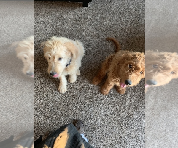Medium Photo #1 Goldendoodle Puppy For Sale in LITCHFIELD, OH, USA