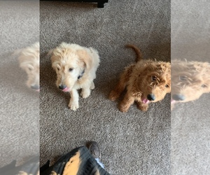 Goldendoodle Puppy for sale in LITCHFIELD, OH, USA