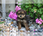 Puppy Vivienne Pom-A-Poo