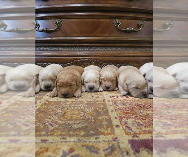 Medium Photo #9 Golden Retriever Puppy For Sale in ELVERTA, CA, USA