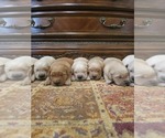 Small #8 Golden Retriever
