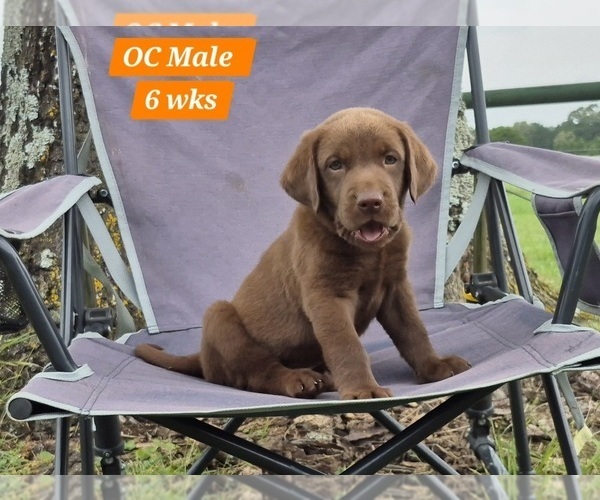 Medium Photo #47 Labrador Retriever Puppy For Sale in EDGEWOOD, TX, USA