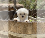 Small Photo #4 Bichon Frise Puppy For Sale in MONTECITO, CA, USA