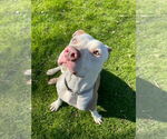 Small #17 American Staffordshire Terrier Mix