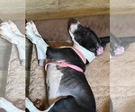 Small #2 American Staffordshire Terrier Mix