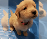 Small Golden Retriever