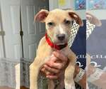 Small #2 Mutt
