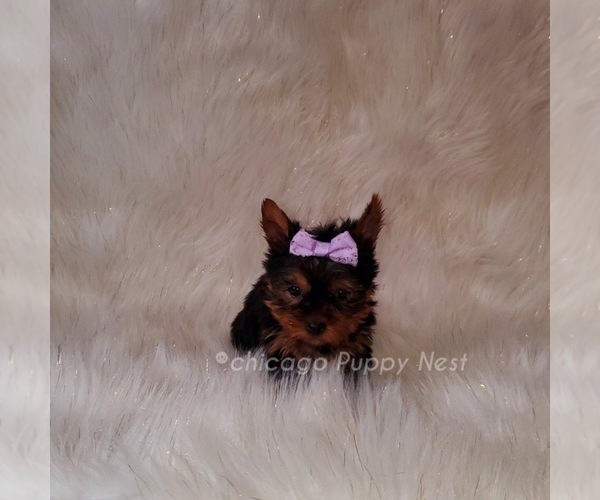Medium Photo #8 Yorkshire Terrier Puppy For Sale in OAK PARK, IL, USA