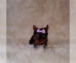 Small Photo #8 Yorkshire Terrier Puppy For Sale in OAK PARK, IL, USA