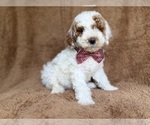 Small #1 Poodle (Miniature)