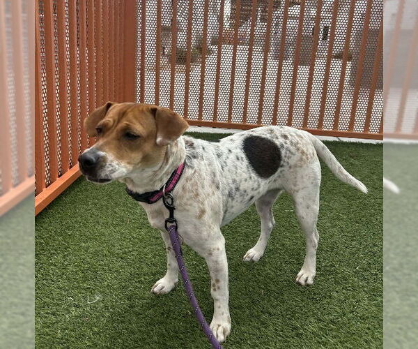 Medium Photo #1 Mutt Puppy For Sale in Las Vegas, NV, USA