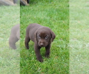 Medium Labrador Retriever