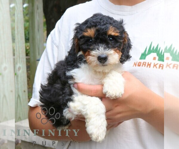 Medium Photo #2 Bernedoodle (Miniature) Puppy For Sale in NARVON, PA, USA
