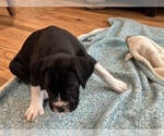 Small Photo #12 Boxer Puppy For Sale in SPRINGFIELD, OR, USA
