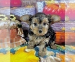 Small #4 Morkie