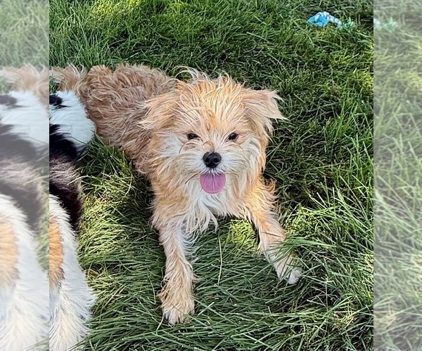 Medium Photo #2 Morkie Puppy For Sale in ROCK VALLEY, IA, USA