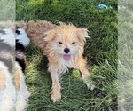 Small #1 Morkie