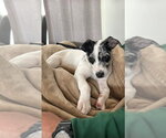 Small #3 Border Collie Mix