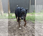 Small #10 Mutt
