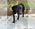 Small #14 Labrador Retriever Mix