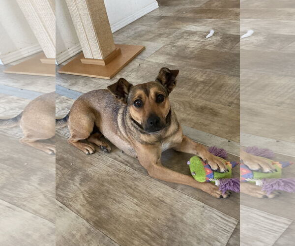 Medium Photo #1 Mutt Puppy For Sale in San Diego, CA, USA