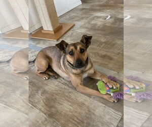 Mutt Dogs for adoption in San Diego, CA, USA