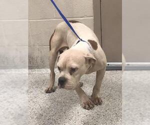 American Bulldog-Unknown Mix Dogs for adoption in Conroe, TX, USA