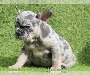 French Bulldog Puppy for sale in BOSTON, MA, USA