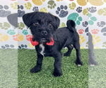 Small Photo #1 Pug-Unknown Mix Puppy For Sale in Corona, CA, USA