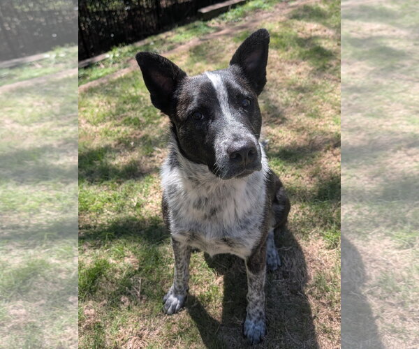 Medium Photo #5 German Shepherd Dog-Unknown Mix Puppy For Sale in Green Forest, AR, USA