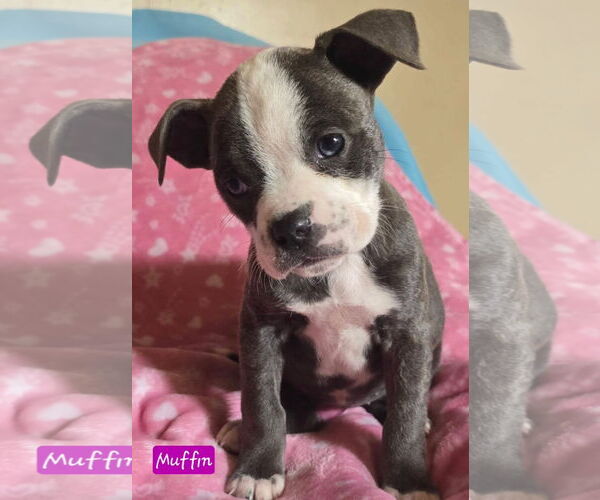 Medium Photo #3 Boston Terrier-Unknown Mix Puppy For Sale in Alexander, AR, USA