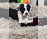 Small Photo #2 Border Collie-Unknown Mix Puppy For Sale in Hillsboro, MO, USA