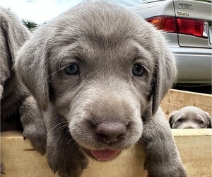 Labrador Retriever Puppy for Sale in ROCKY MOUNT, Virginia USA