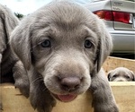 Small Labrador Retriever