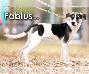 Fabius from Taiwan - Male Mutt Dog for Adoption - Photo #4