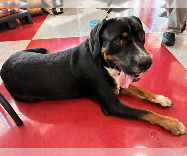 Medium Photo #1 Boxer Puppy For Sale in Stanhope, NJ, USA