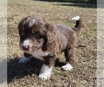 Small #16 Aussiedoodle